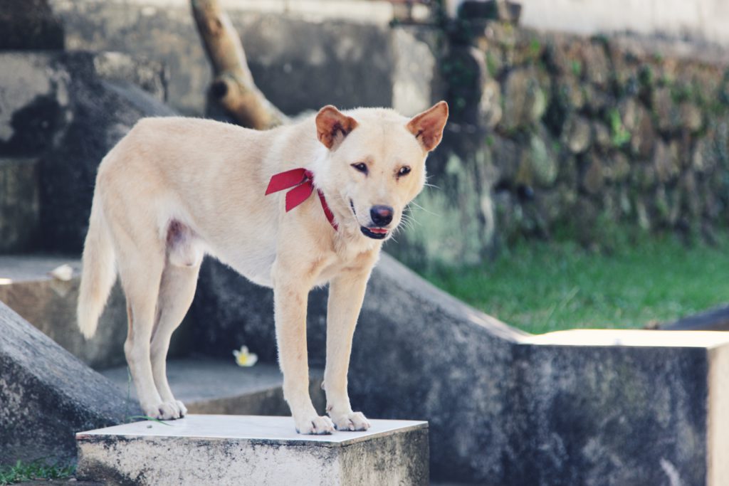 Waakhonden in overvloed