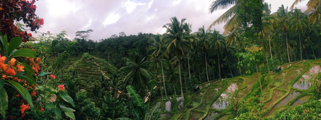 The rice beauty of Ceking